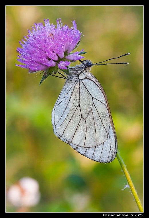 Aporia crataegi su tela...