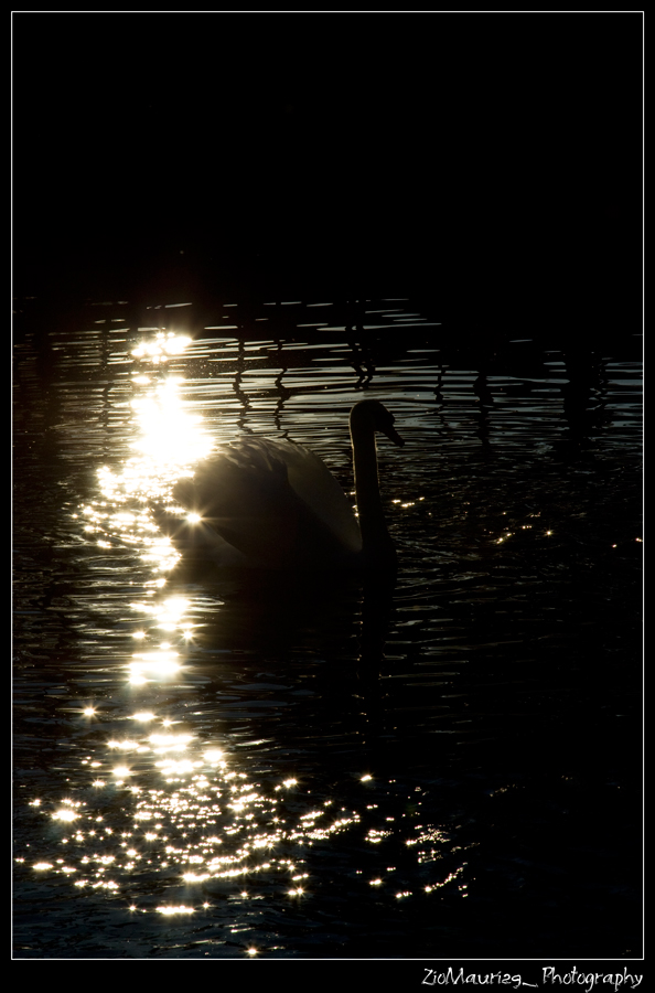 Cigno Nell'Oro @ ZioMauri29