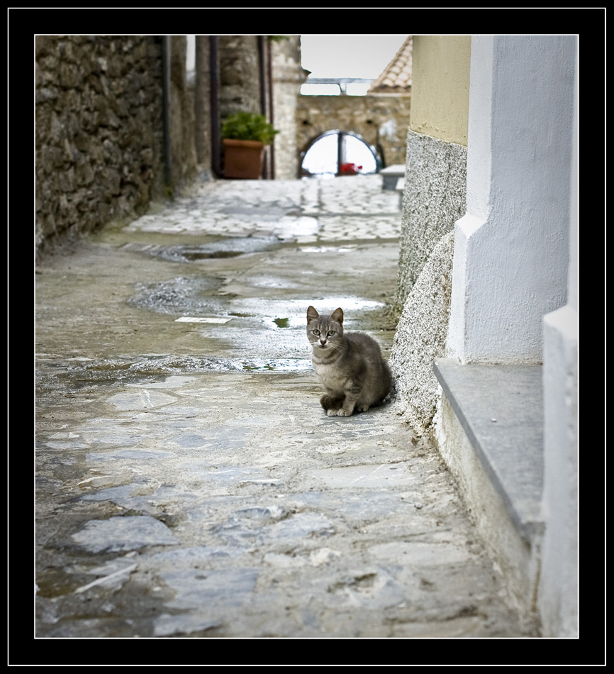 Vicoletto con Gatto