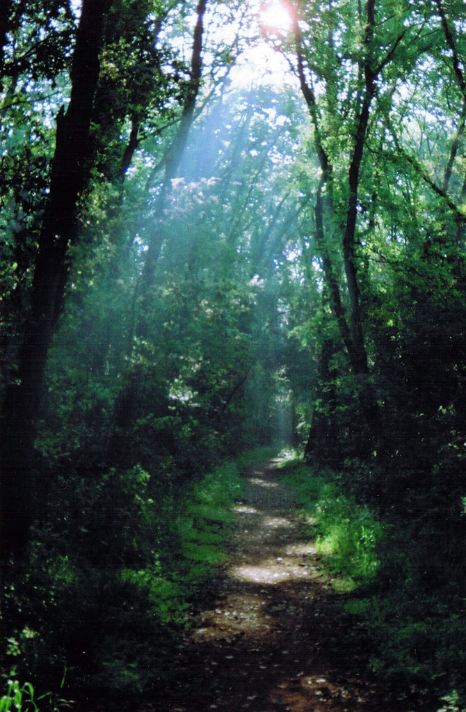 sensazioni in un bosco primaverile