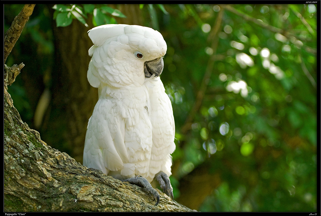 Pappagallo "CLARA"
