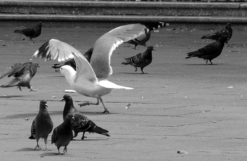 Pistaaaa....decollo!