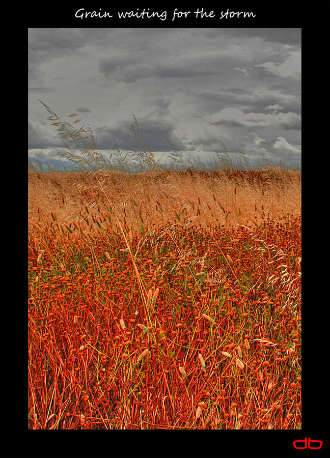 Grain waiting for the storm