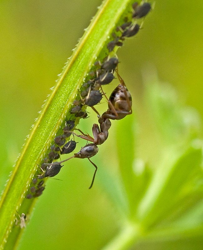allevatrice... di afidi
