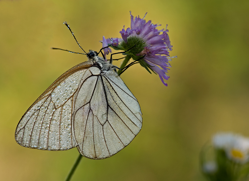 Pieride del biancospino