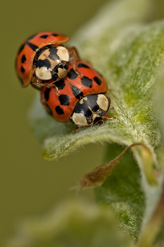 Per il continuo della specie.