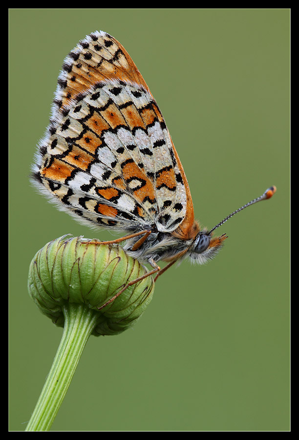 Melitea didyma in ombra