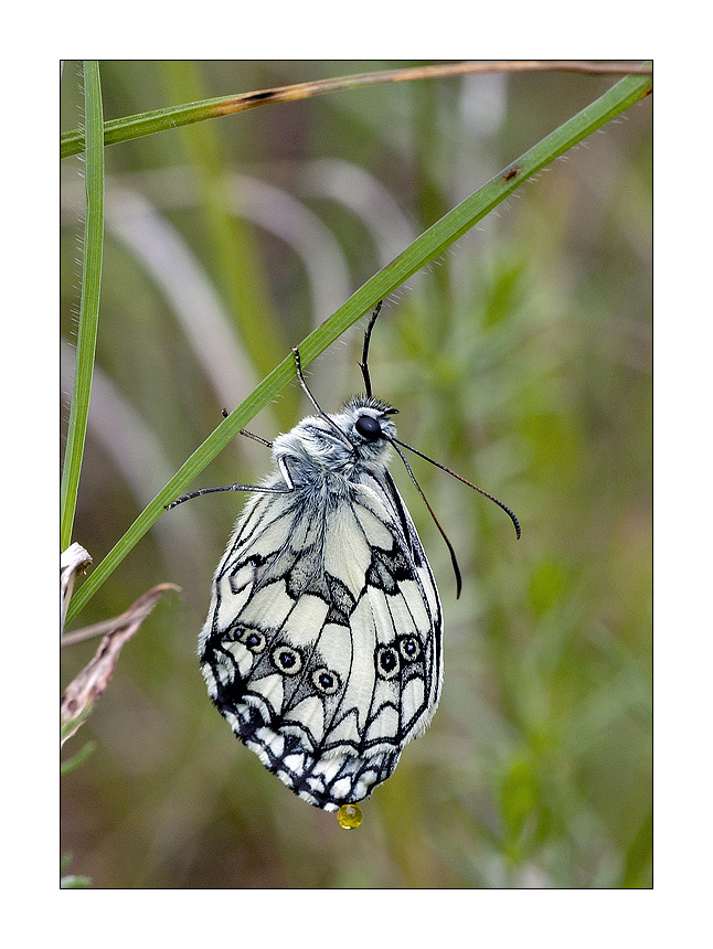 Melanargia galathea