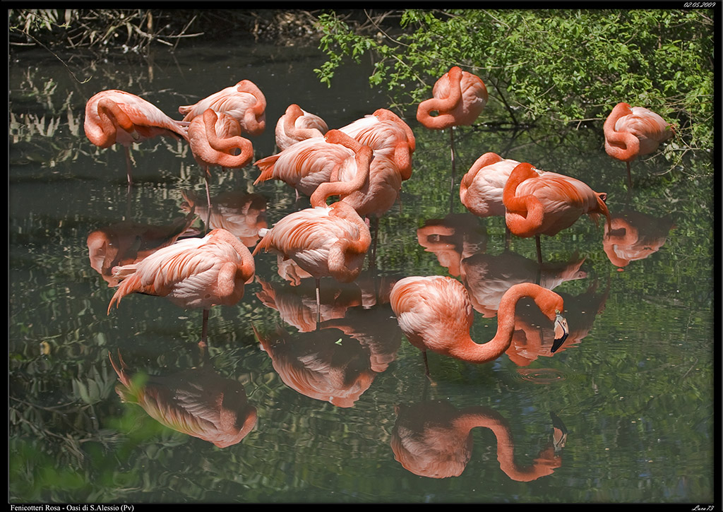 Fenicotteri Rosa # 1