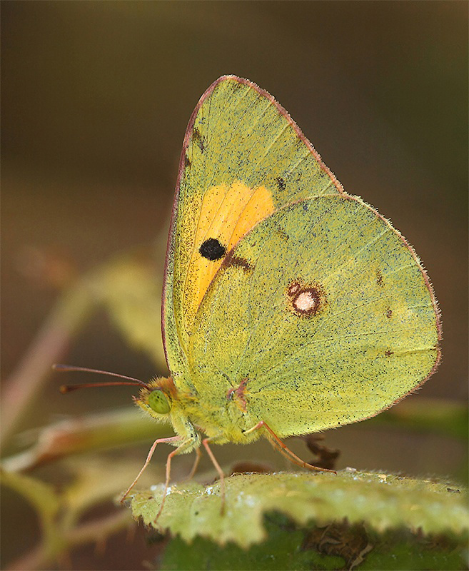 ...Le Farfalle...!!!