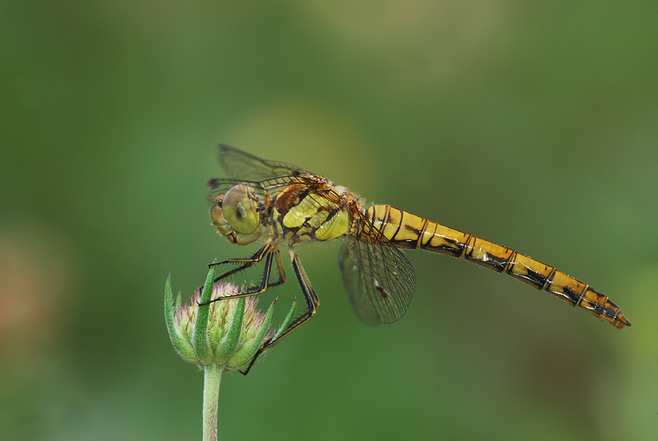 libellula
