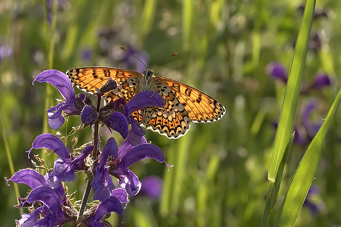 Melitea Didyma, controluce pasticciato
