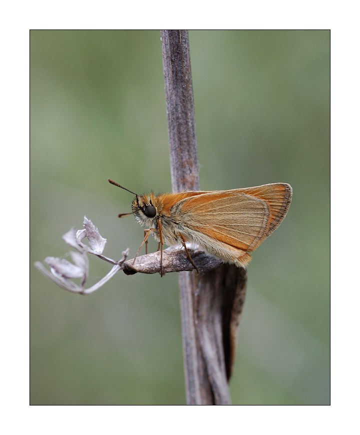 Thymelicus sylvestris