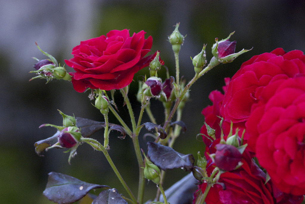 Rosa rossa e boccioli 02