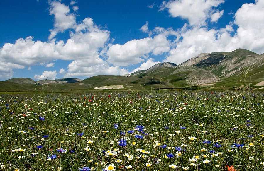 prati,cieli e profumi