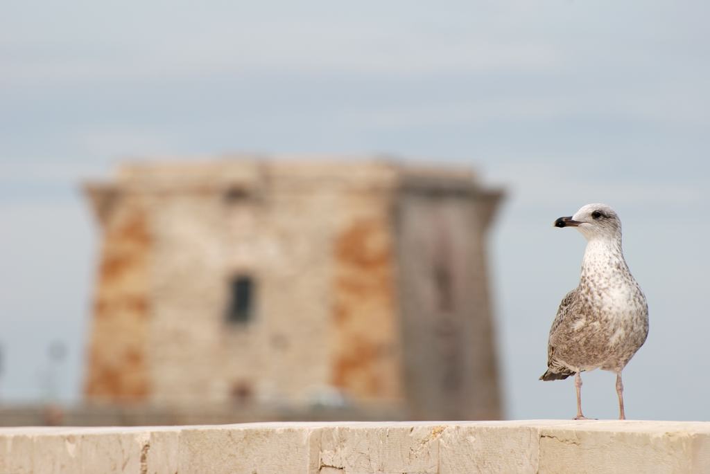 Un'immagine insolita di Torre di Ligny (Trapani)