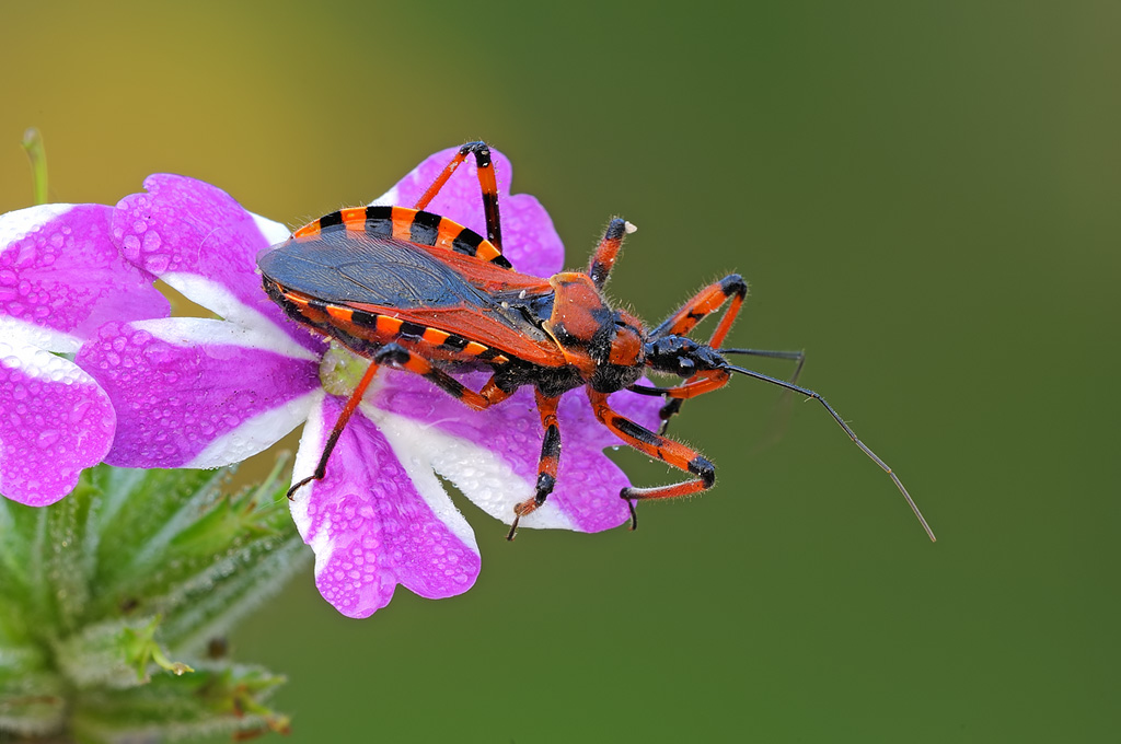 Rhinocoris Iracundus