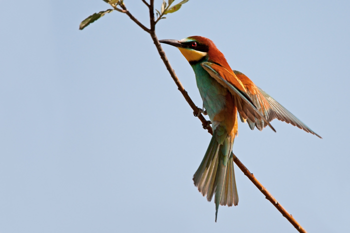 Cruccione in atterraggio