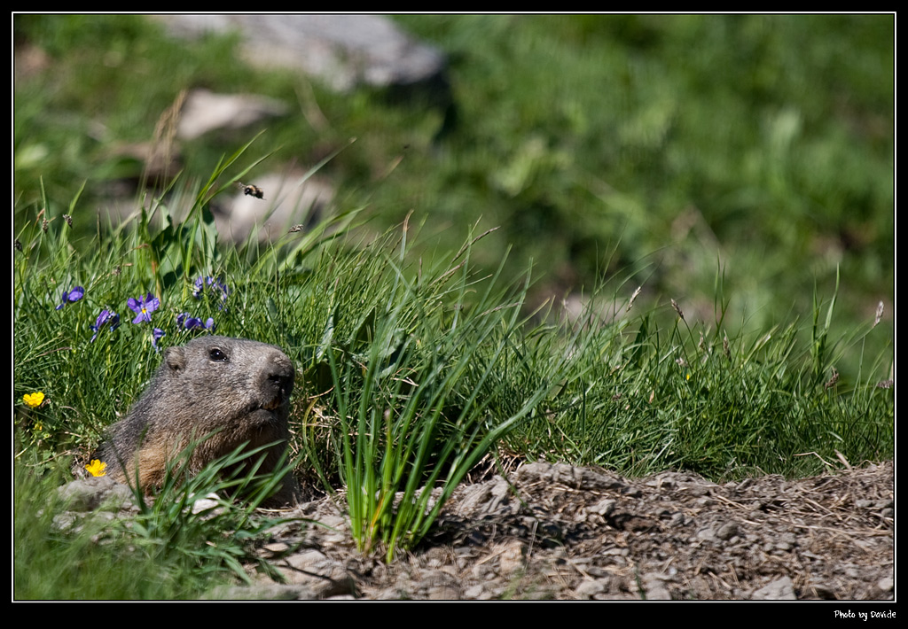 Marmotta