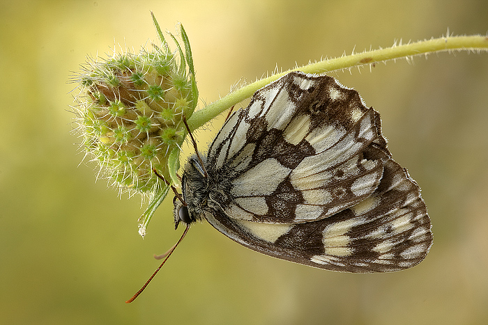 Pigi, ritratto a testa in gi�