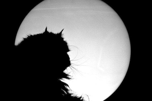 Gatto e Luna