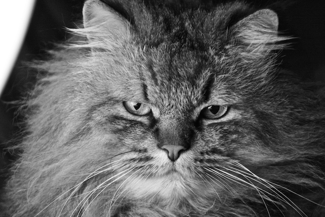 Il Signor Gatto Ernesto