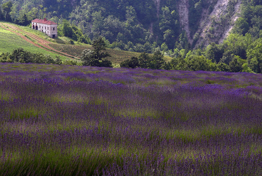 Lavanda delle nostre fondovalli