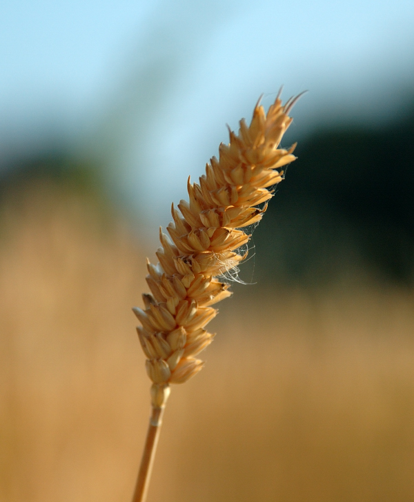 Spiga di grano