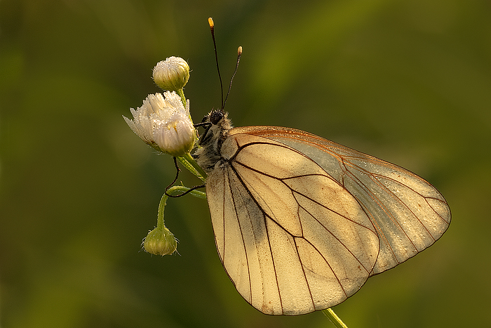 Microcosmos, ritratto dopo la foto all'asilide