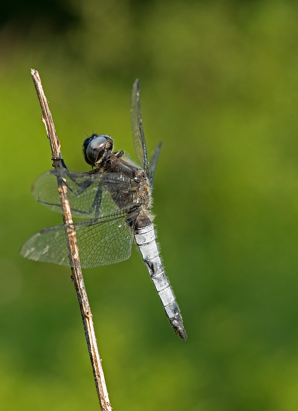 Prima libellula