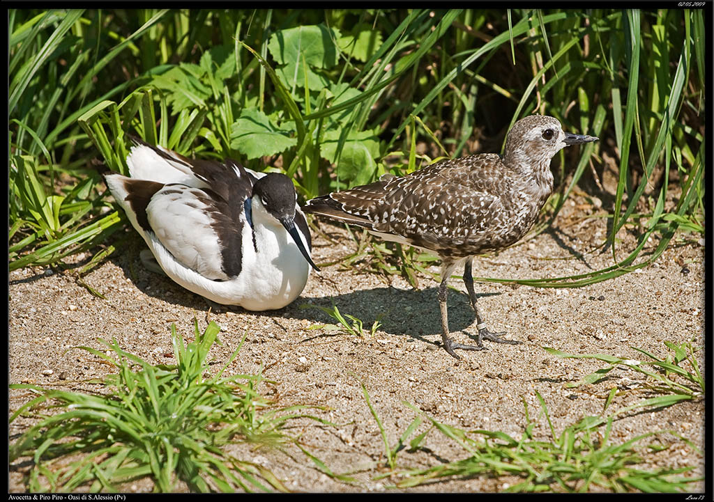 Avocetta & Piro Piro