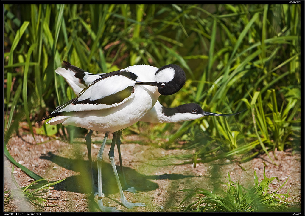 Avocette # 2