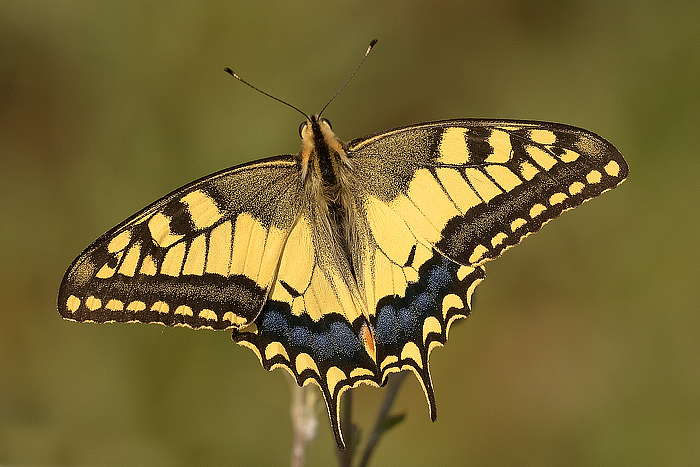 Ivan63, ritratto al micro-macroraduno