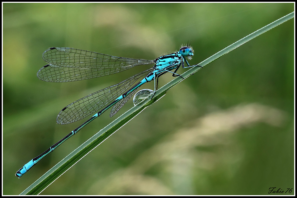 La mia prima libellula