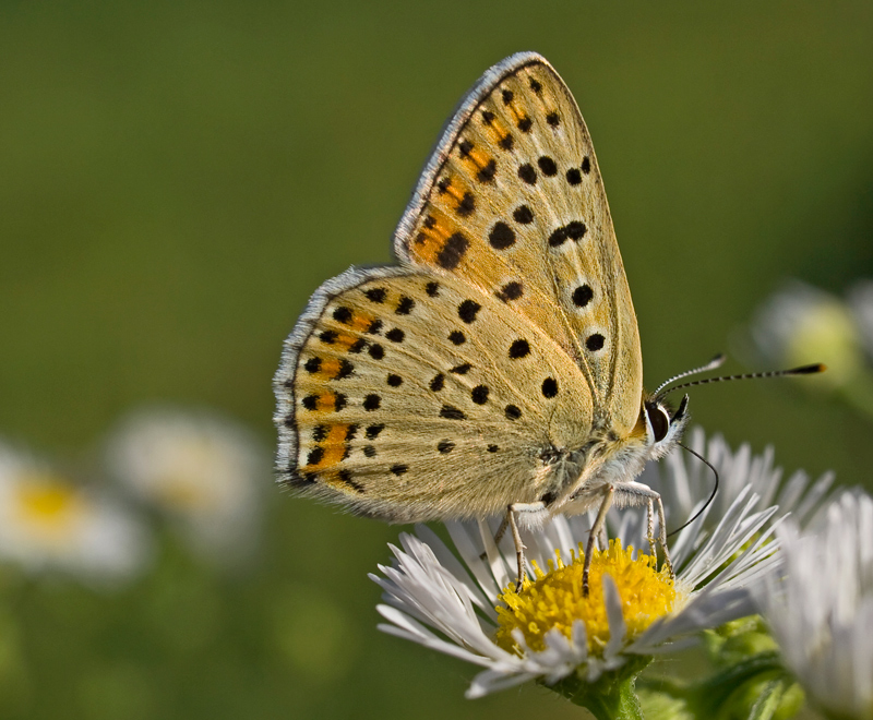 Licenide heodes tityrus