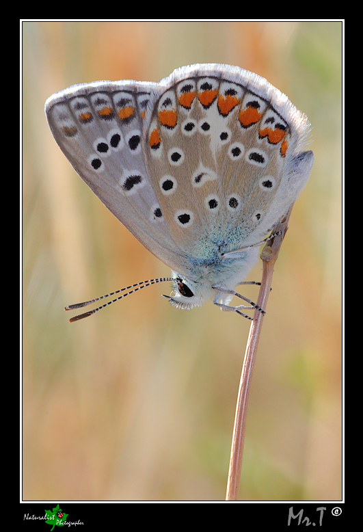 ...controluce del mattino...