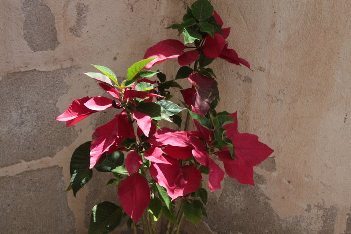 stella di natale a giugno