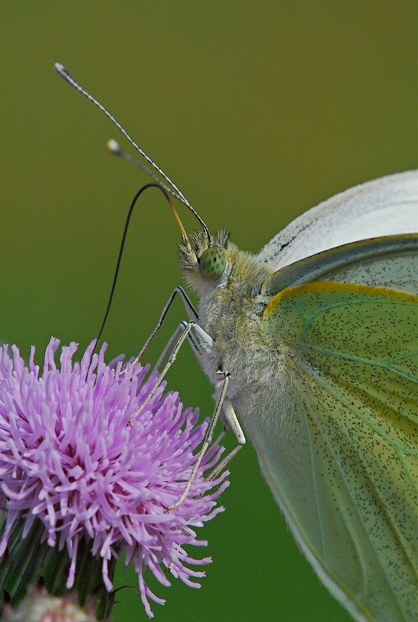 Pieride...in particolare