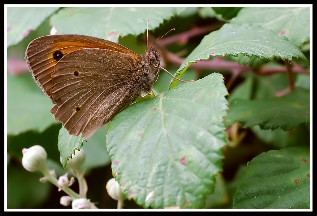 coenonympa pamphilus infortunatus....