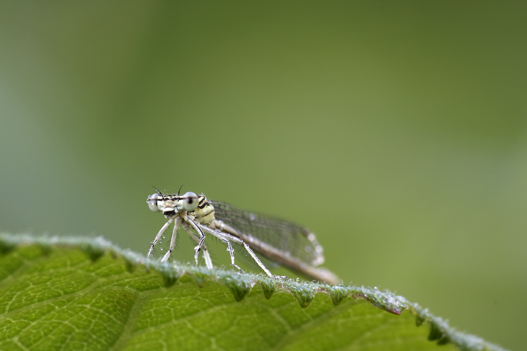 Ritratto di libellula...