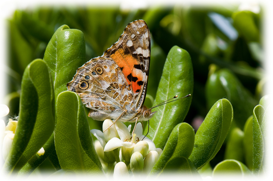 Farfalla durante il brunch.....