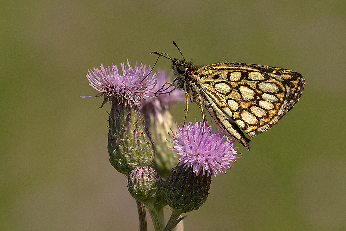 Heteropterus morpheus
