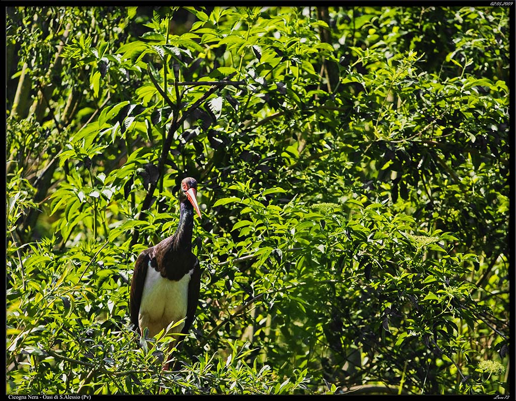 Cicogna Nera