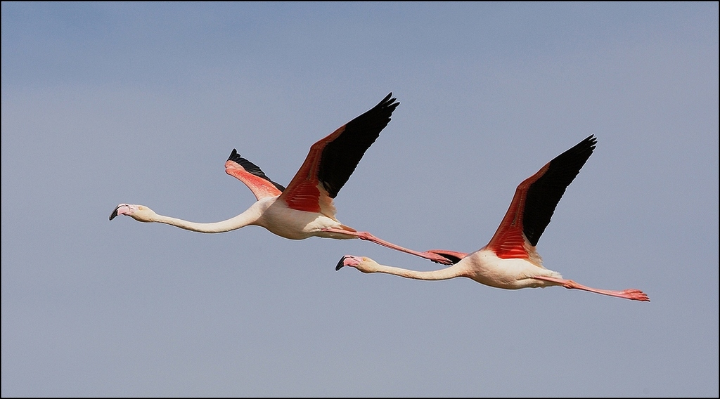 Volo in coppia
