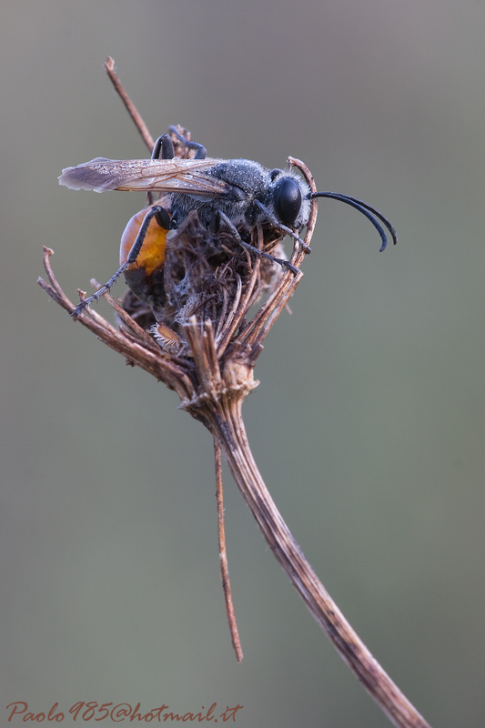 ...vespetta in posa meno hard dedicata a pigi47