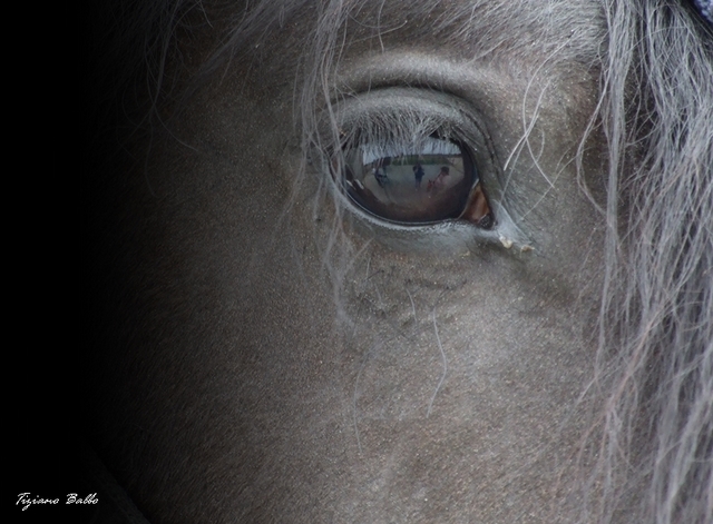Riflessioni di un cavallo