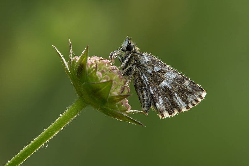 Pyrgus malvoides