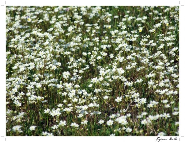 Continuit� casuale