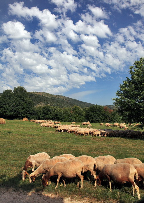 Pecore in cielo e in terra....