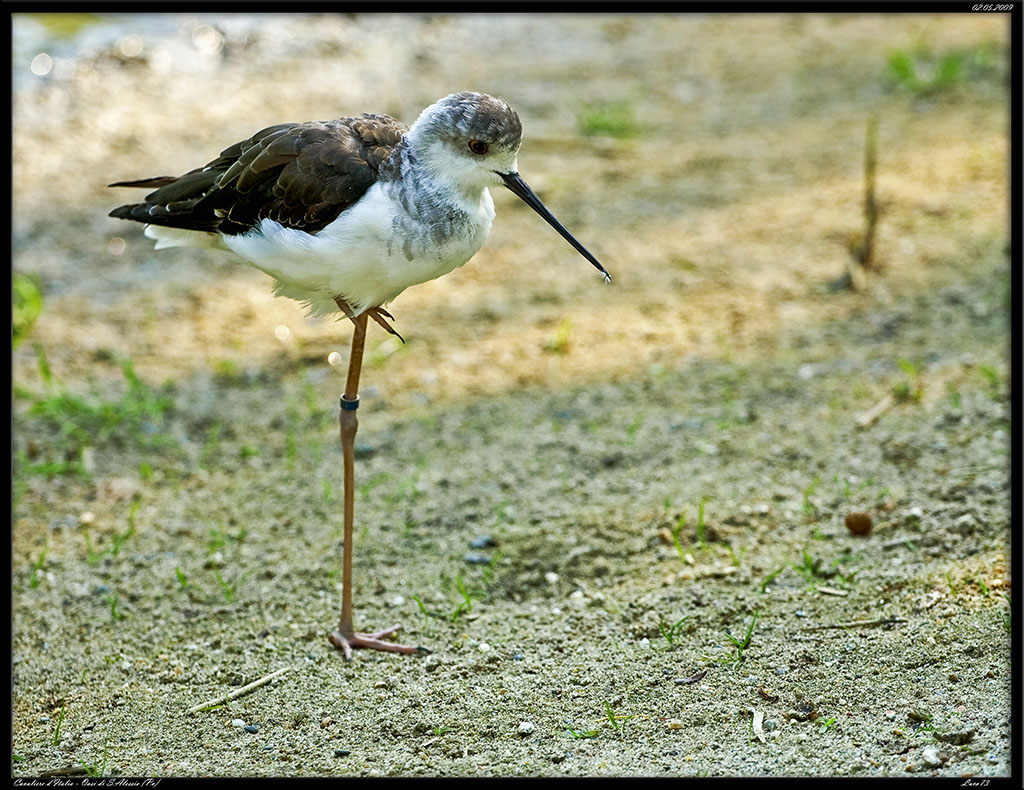 Cavaliered'Italia # 1